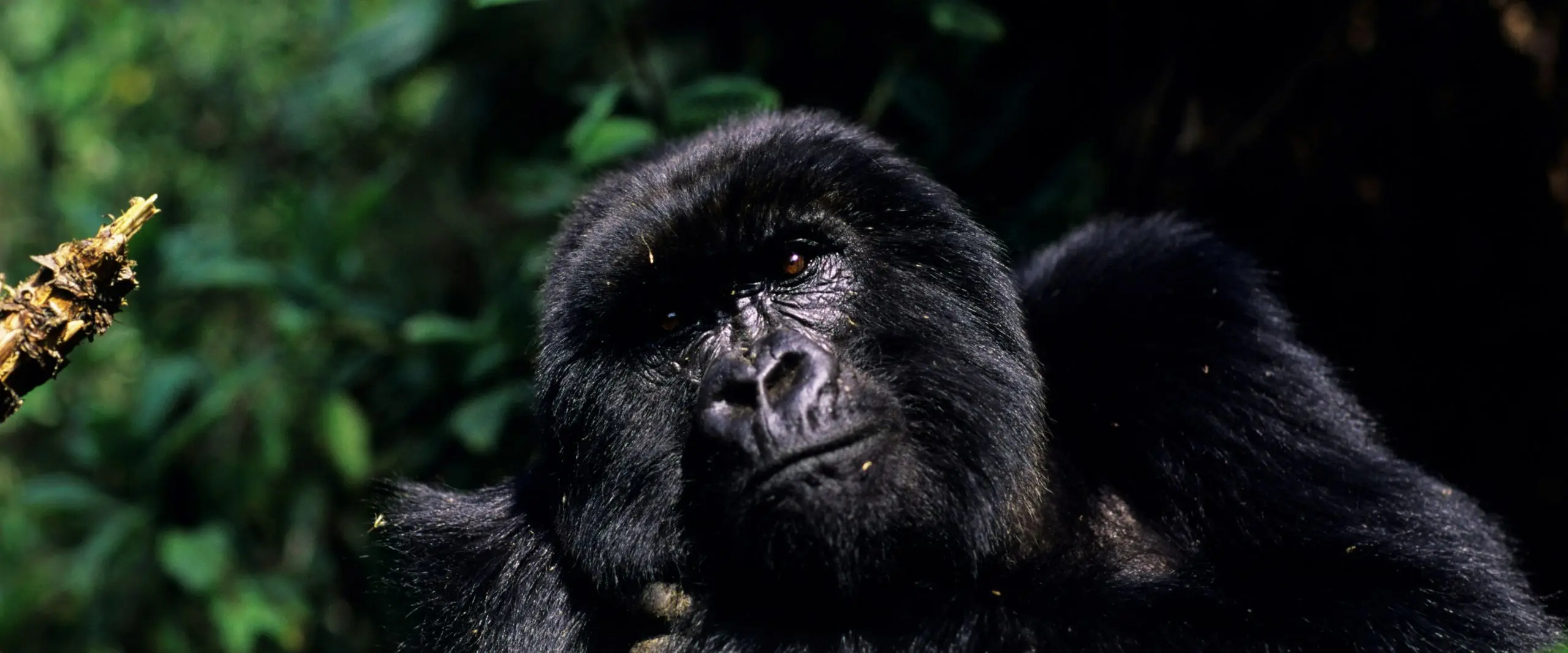 Where is The Best Place To Do Gorilla Trekking in East Africa?