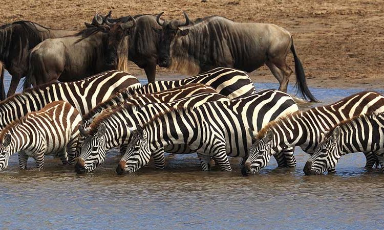 9 Days Luxury Gorilla Trekking and Serengeti Wildlife Adventure