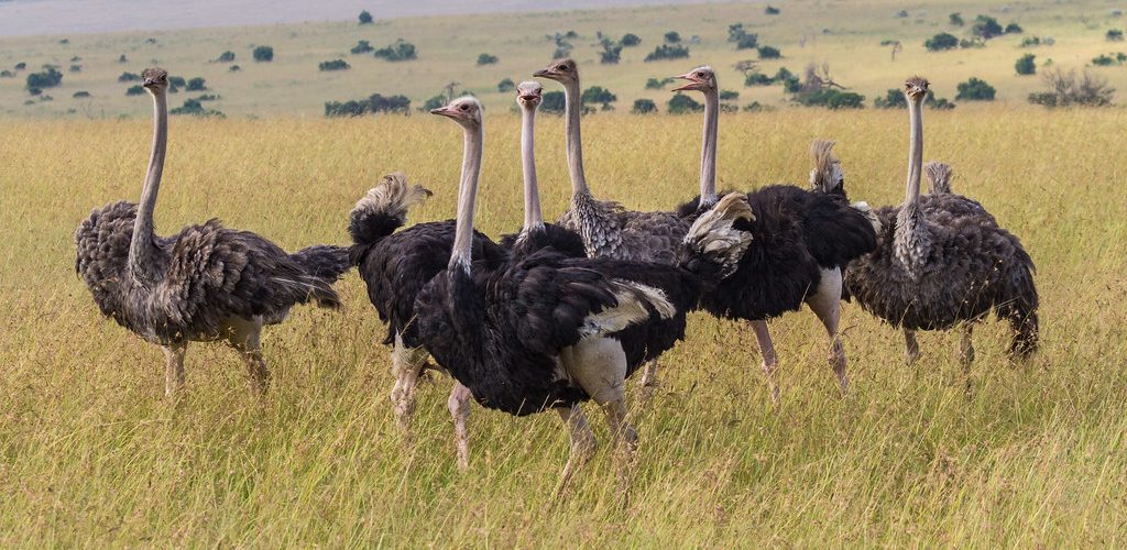 8 Days Uganda Classic Northern Circuit Safari