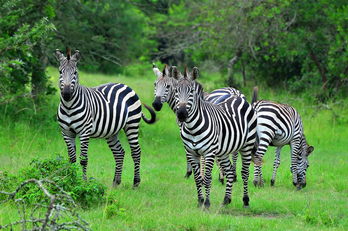 9 Days Uganda Gorillas & Chimpanzee Safari