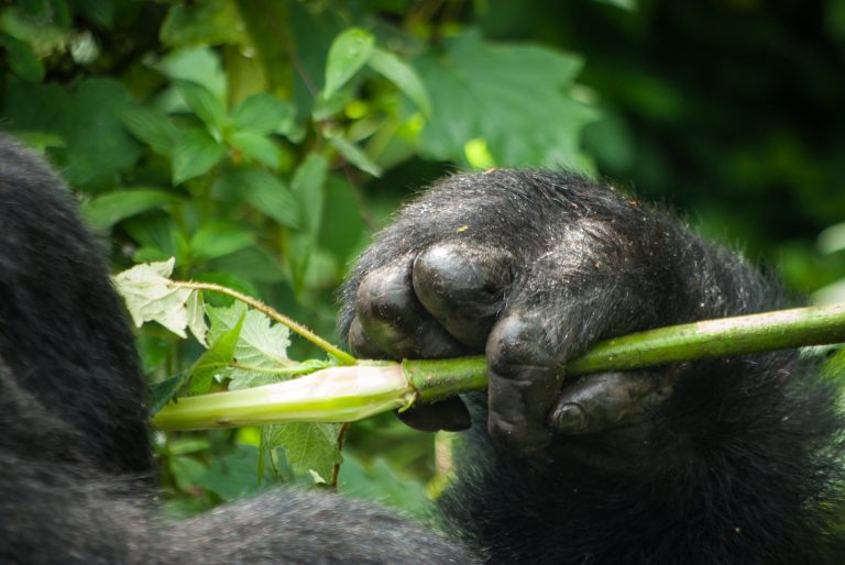 Guide to Gorilla Trekking in Uganda and Rwanda 2025 / 2026