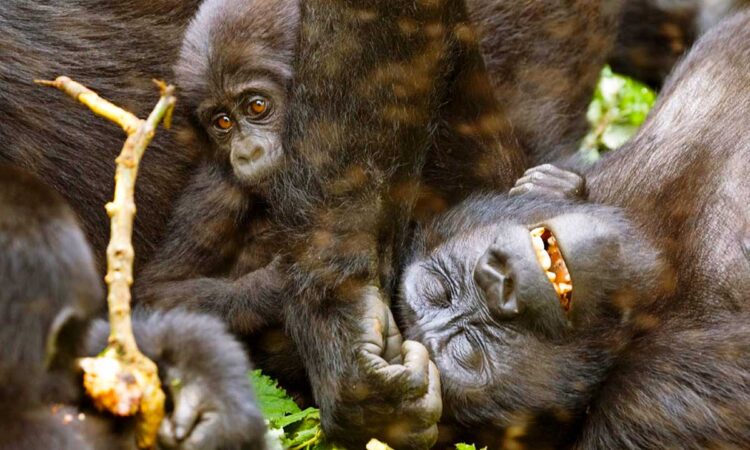 5 Days Bwindi Gorilla habituation and Rwanda Gorilla trekking Safari