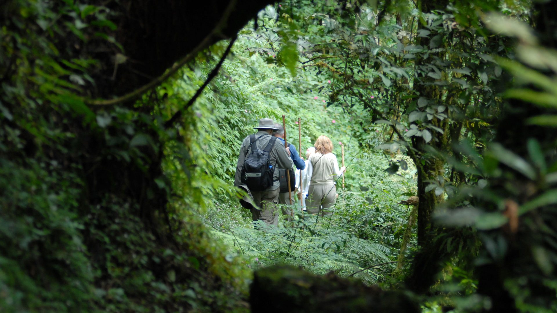 Why go for a Rwanda safari 2025 | 2026?