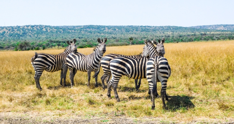 5 Days Rwanda Gorillas and Wildlife Safari