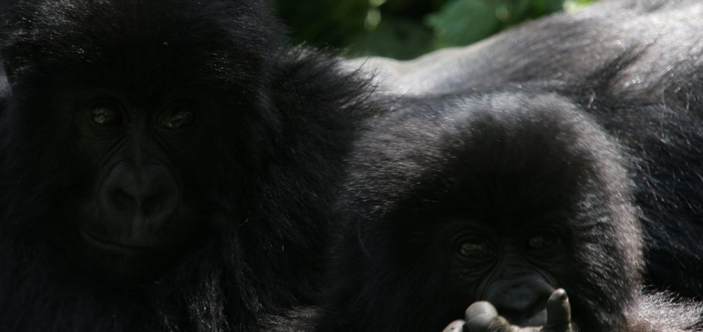 Best time for Gorilla Trekking