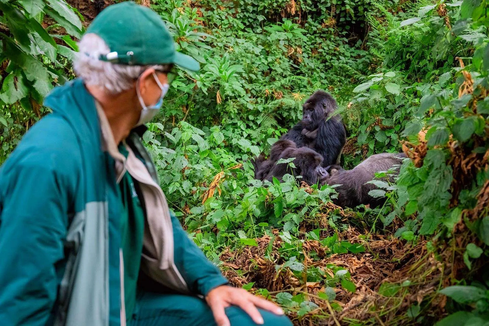 Ultimate Guide For Gorilla Trekking By Solo Travellers